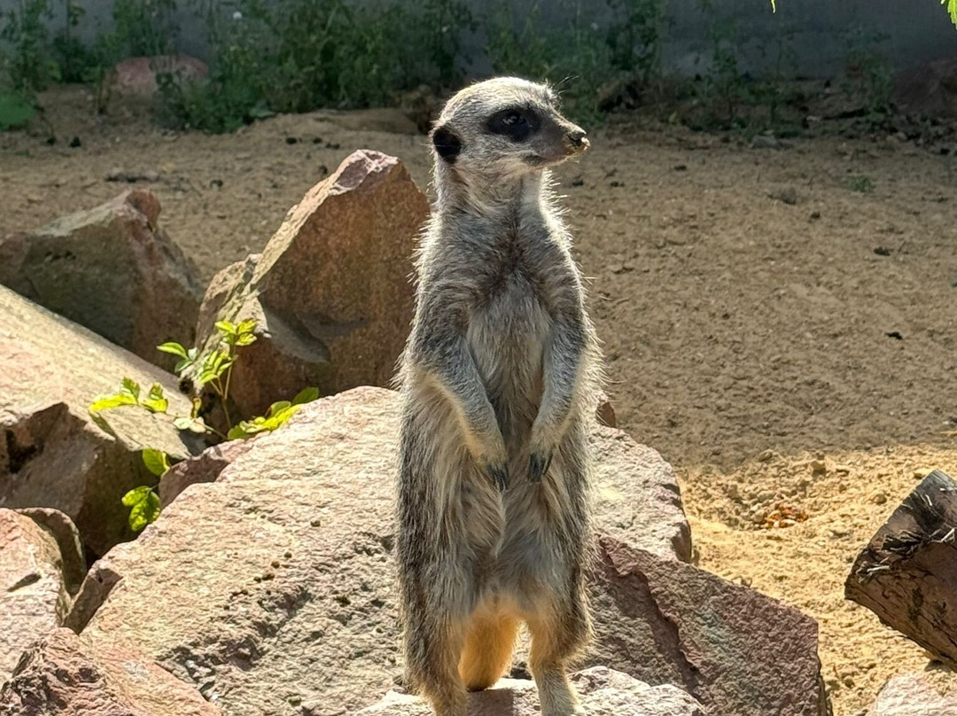 Kirkley Hall Zoological Gardens景点图片