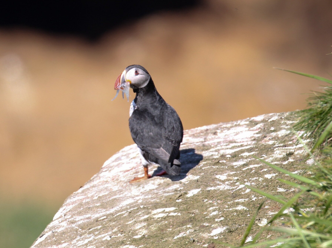 Drangey Island-Saudarkrokur必去景点