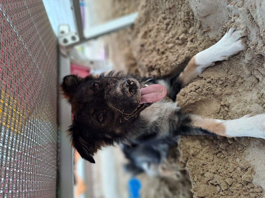 Animalido景点图片