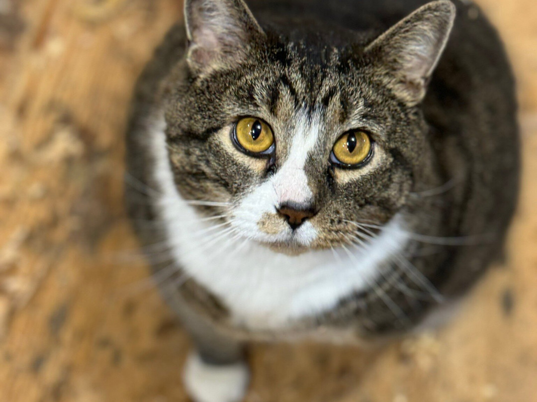 RVP~1875 Historic Furniture Shop & Museum-Jefferson必去景点