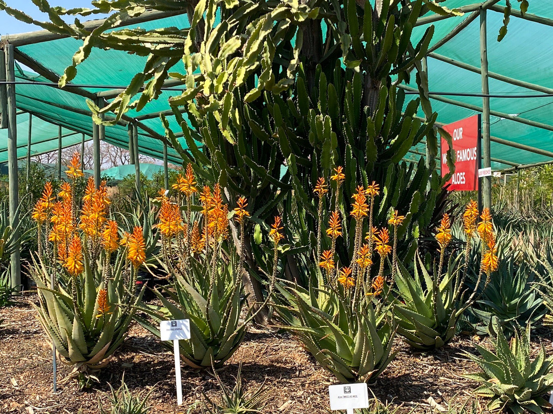 The Aloe Farm-哈特比斯普特必去景点