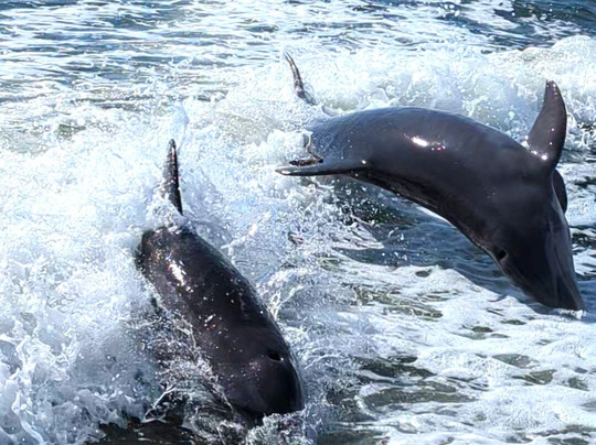 Key Life Charters-西耶斯塔岛必去景点