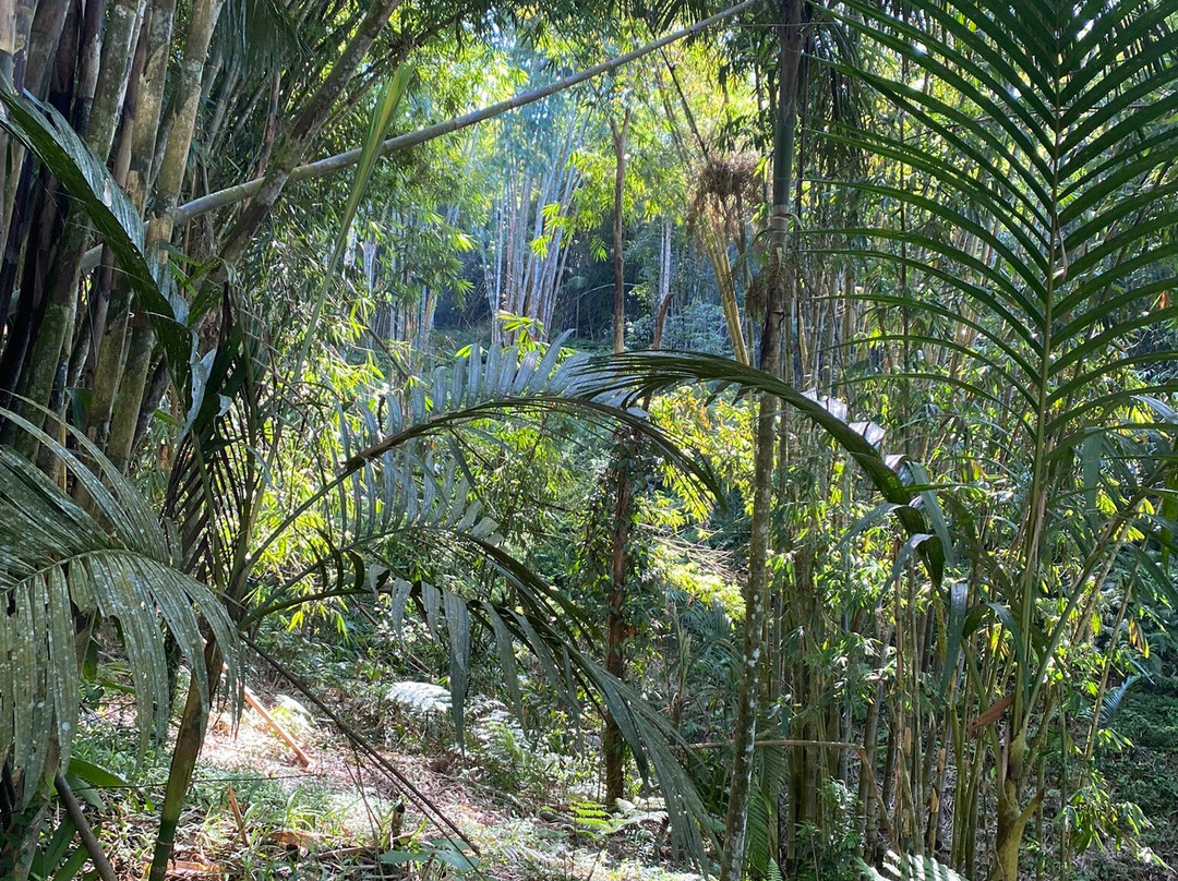 BAMBOO FOREST SANDAN-Angsri必去景点