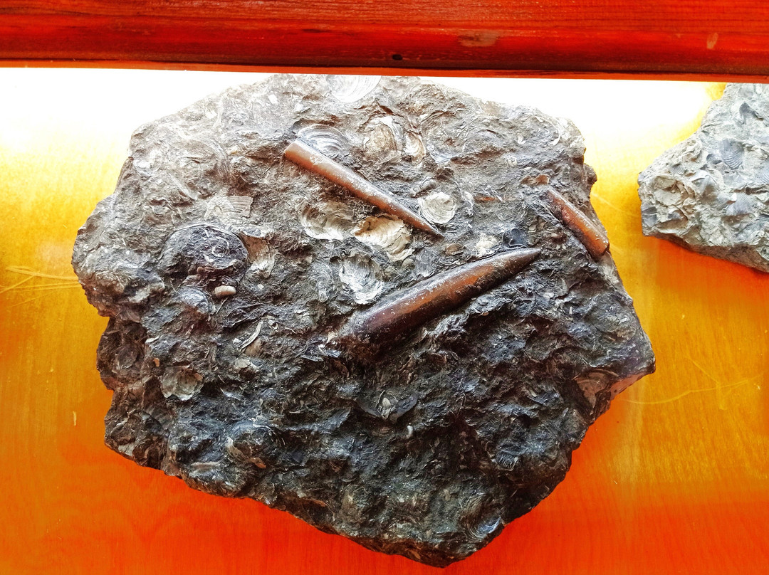 Museum of Geological Collection景点图片
