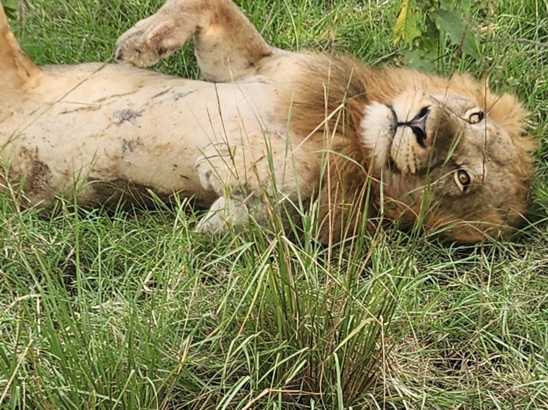 Virunga Gorilla Tours and Eco Safaris-Kisoro必去景点