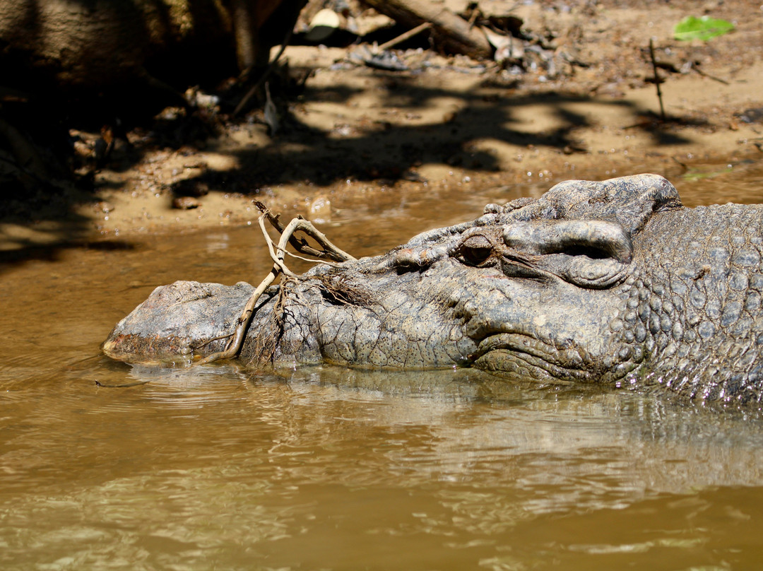 Daintree Crocodile Tours-Daintree必去景点