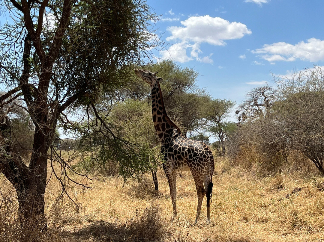 Ngatunga Tours-乞力马扎罗山国家公园必去景点