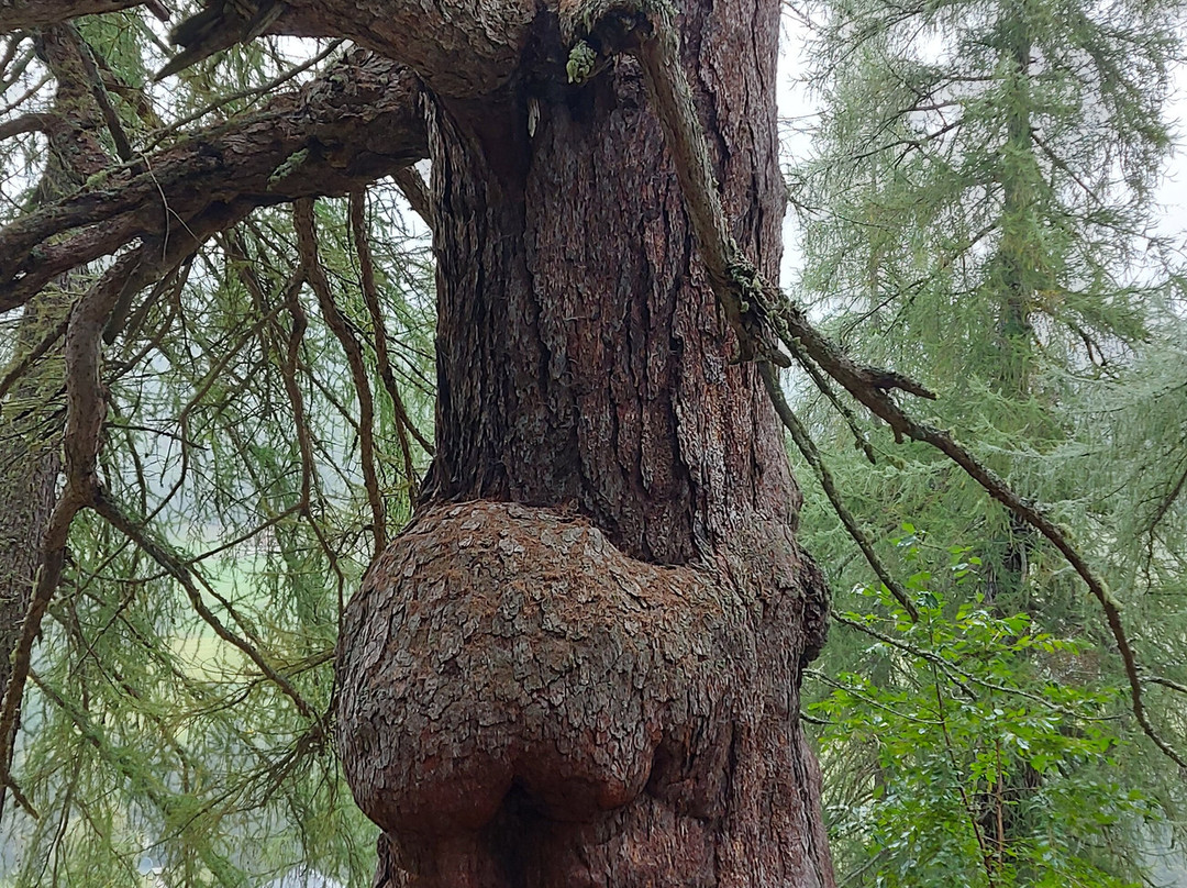 Ancient Larches of Val d'Ultimo Valley-Ultimo必去景点