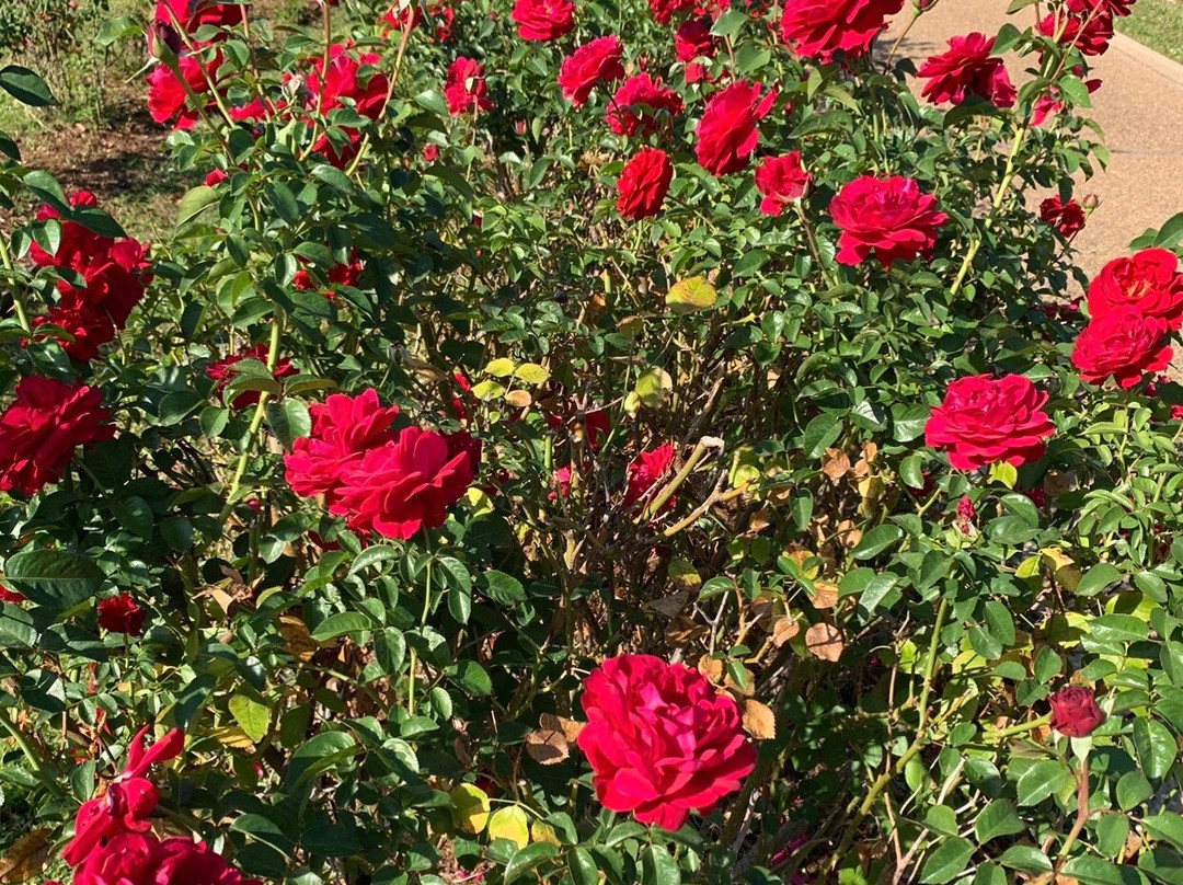 Tyler Rose Garden & Center景点图片