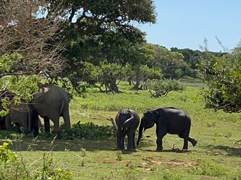 Nissanka Yala Safari-蒂瑟默哈拉默必去景点