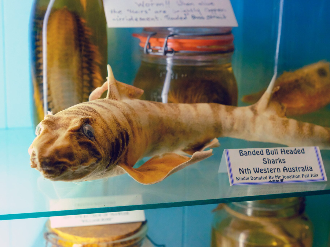 Griffiths' Sea Shell Museum & Marine Display景点图片