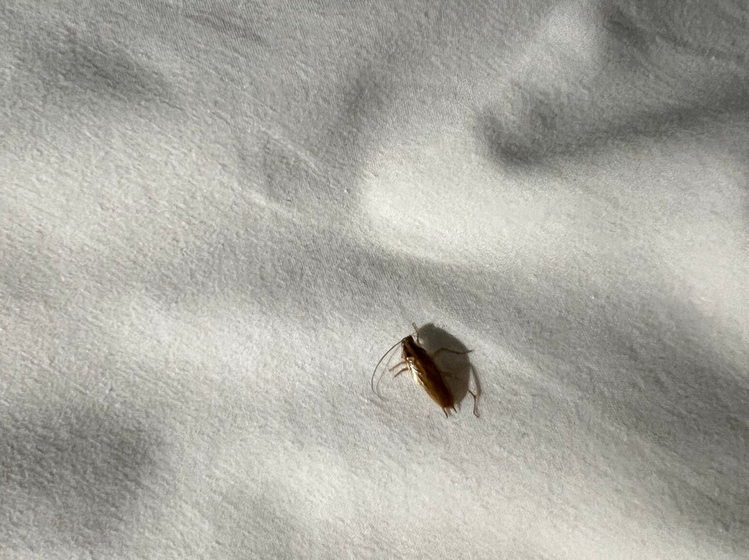 Wingate By Wyndham North Little Rock主图