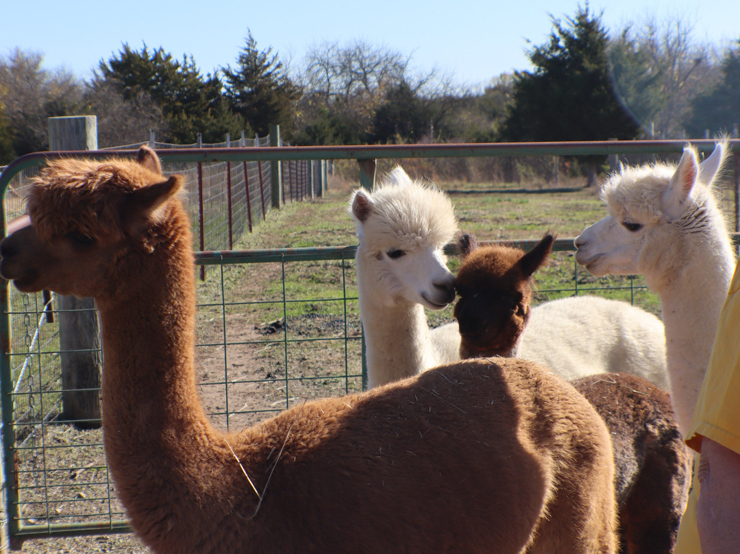 Manna Meadows Alpacas-Bonner Springs必去景点
