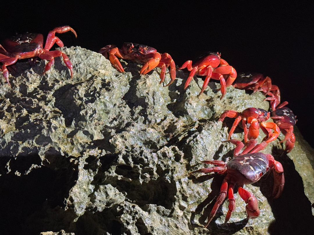 Indian Ocean Experiences-圣诞岛必去景点