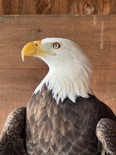 Hawkeye Bird and Animal Control-Erin必去景点