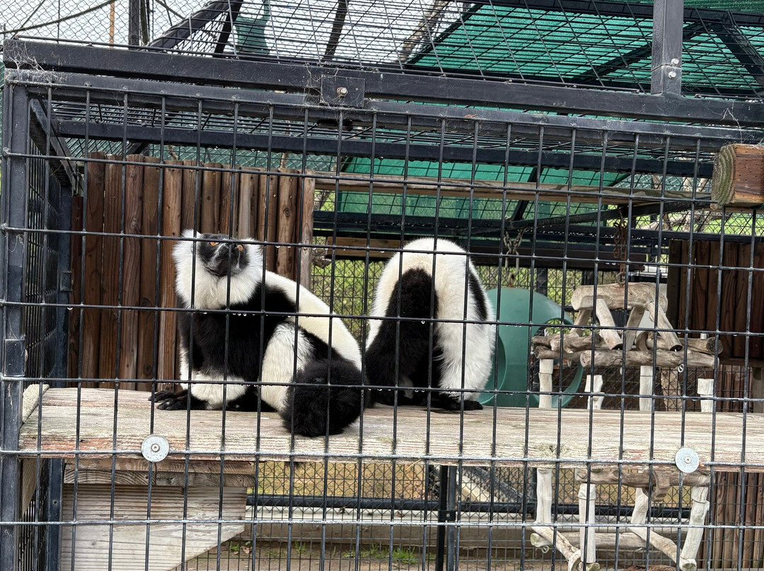 Monterey Zoo景点图片