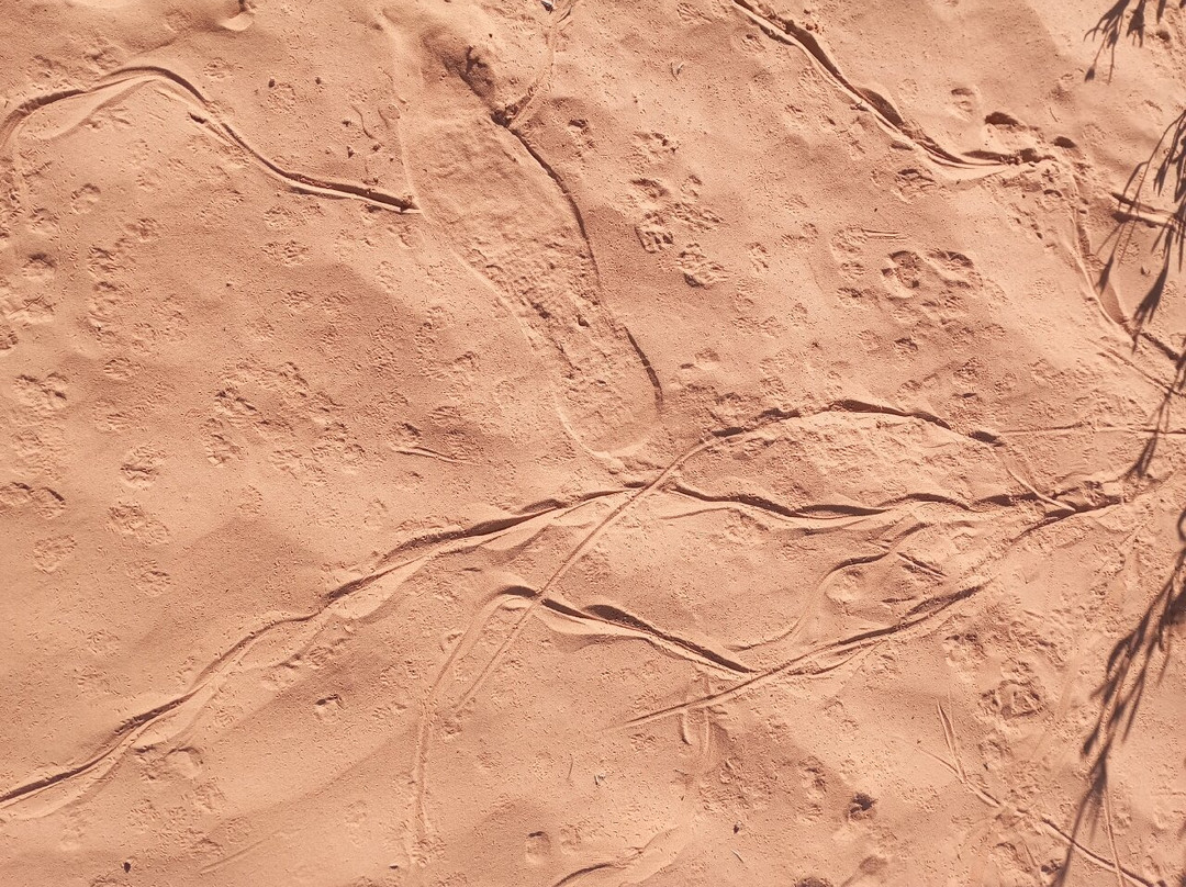 Ksar Ghilane景点图片