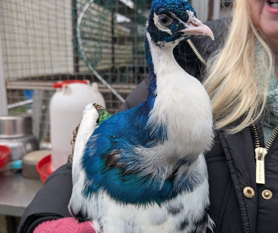Peacocks Uk景点图片