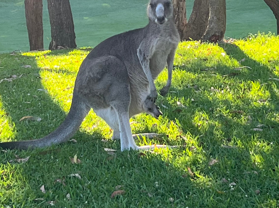 Kangaroo Encounters Guided Tours-尼尔森湾必去景点