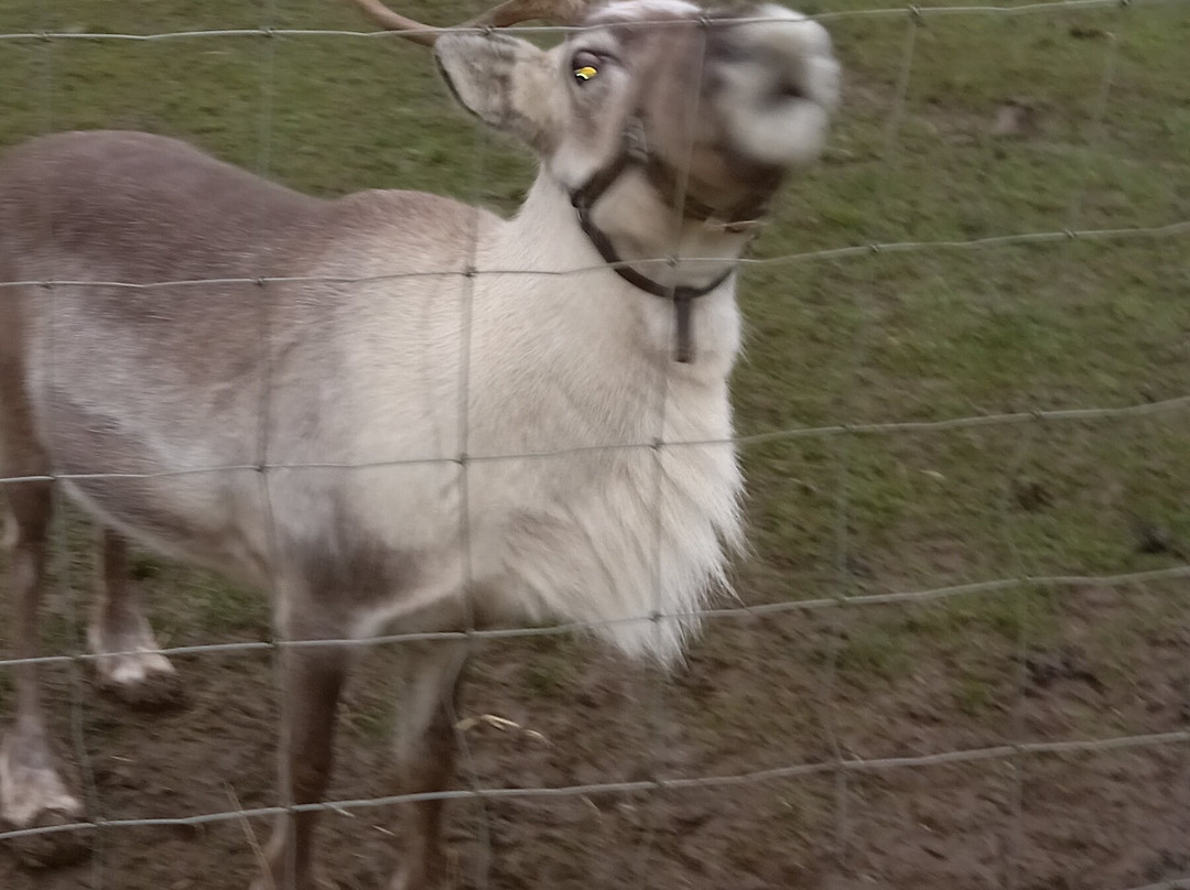 The Cotswold Reindeer Herd-赛伦塞斯特必去景点