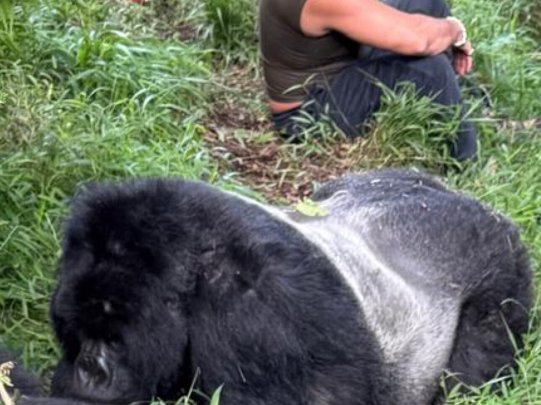 Rwanda Gorilla Trek - Day Tours景点图片