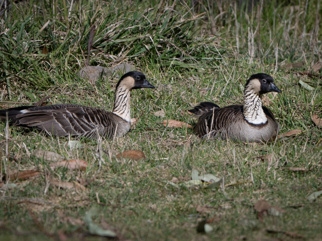 Hosmer's Grove-库拉必去景点