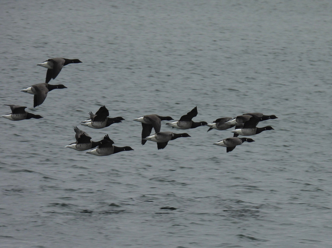 Long Island Whale and Seal Watching-自由港必去景点