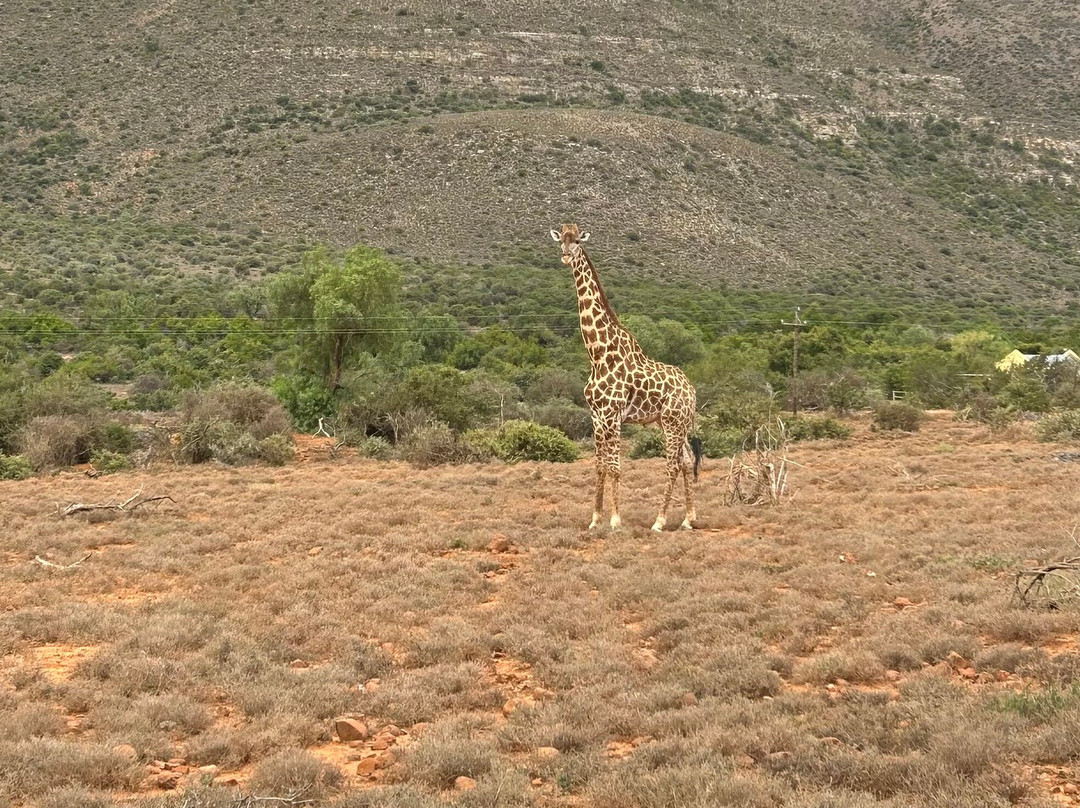 Mount Camdeboo Private Game Reserve主图