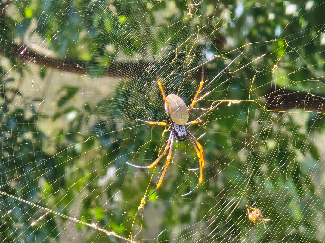 Gold Coast Regional Botanic Gardens-Benowa必去景点