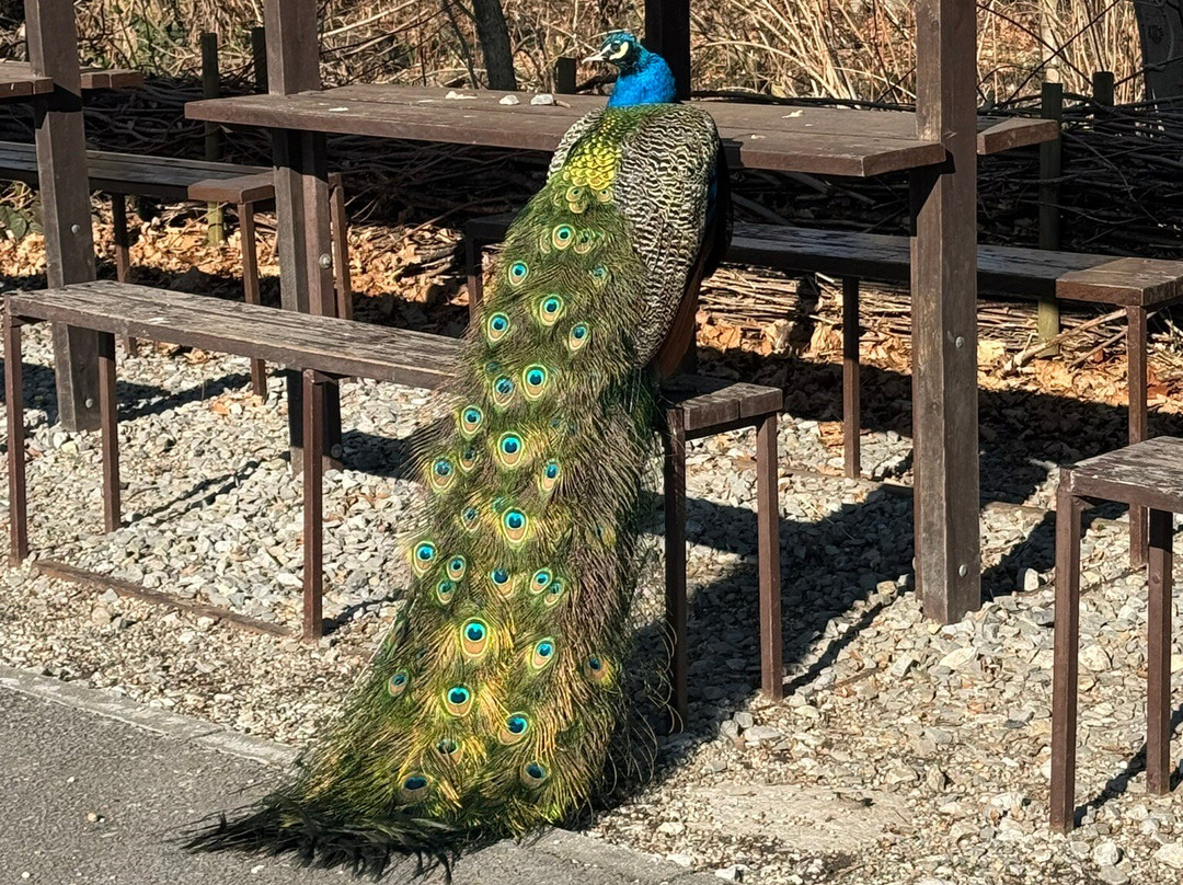 Zoo Ostrava景点图片