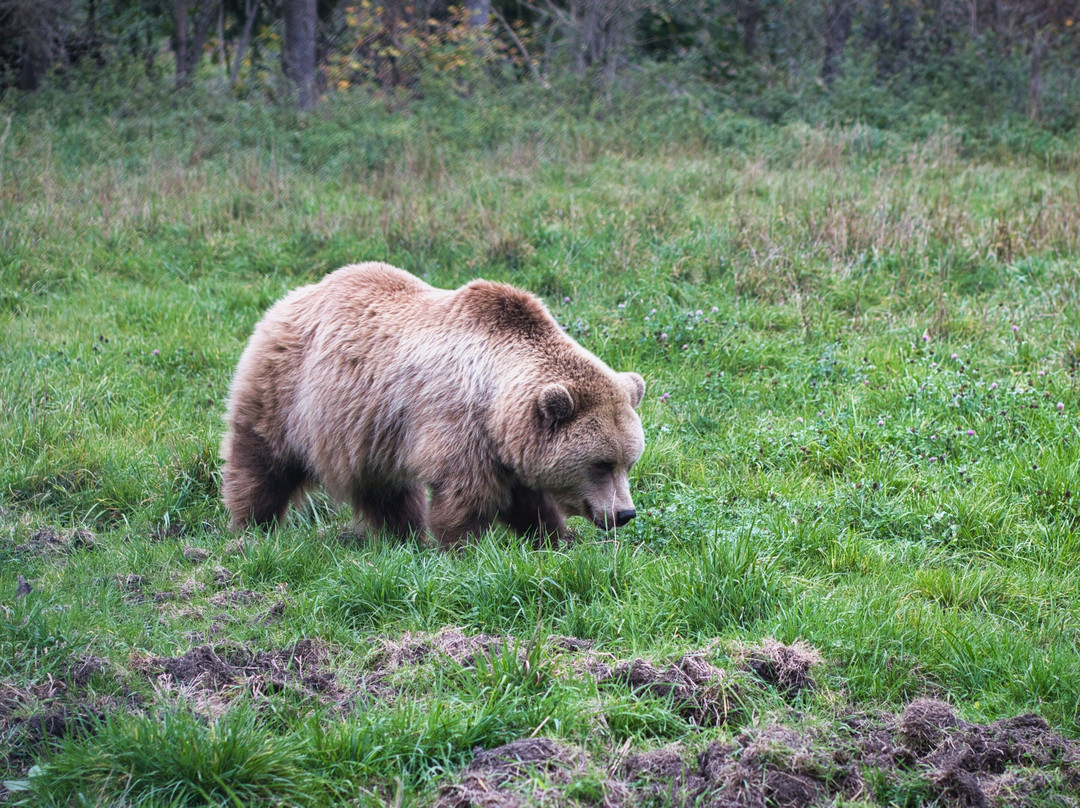 Bear Watching Tours