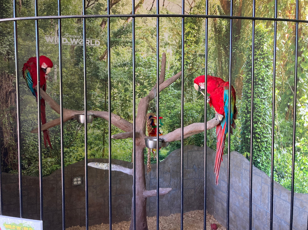 Branson's Wild World-布兰森必去景点