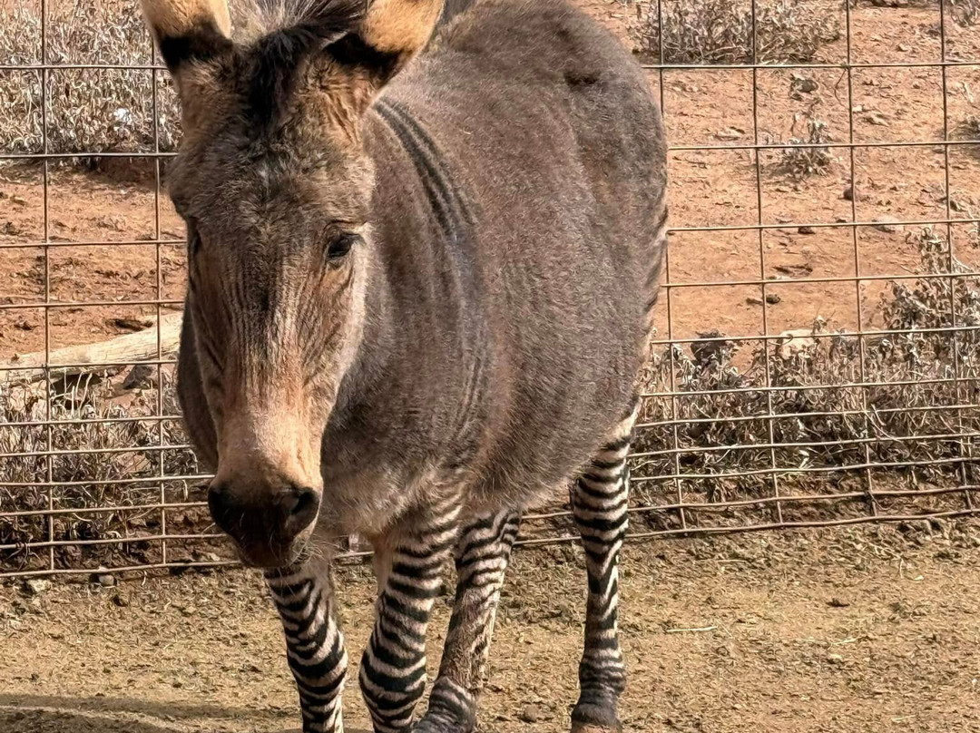 大峡谷鹿场-威廉姆斯必去景点