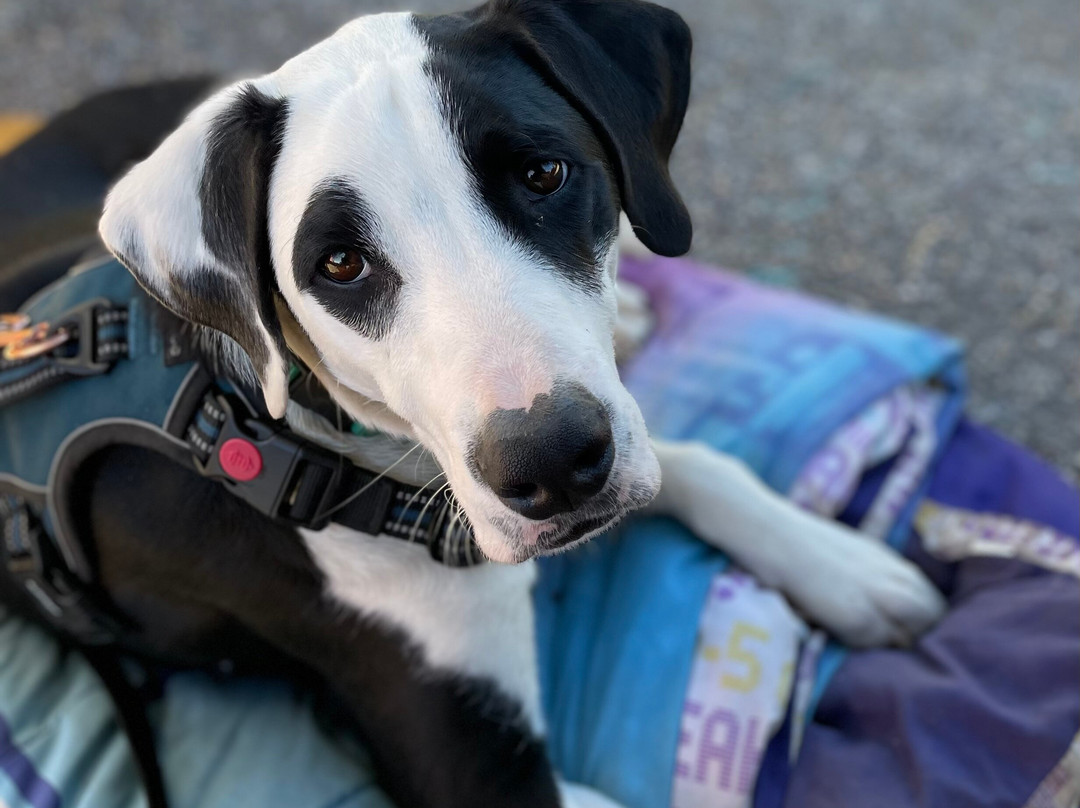 Katherine Landing at Lake Mohave Marina-Bullhead City必去景点