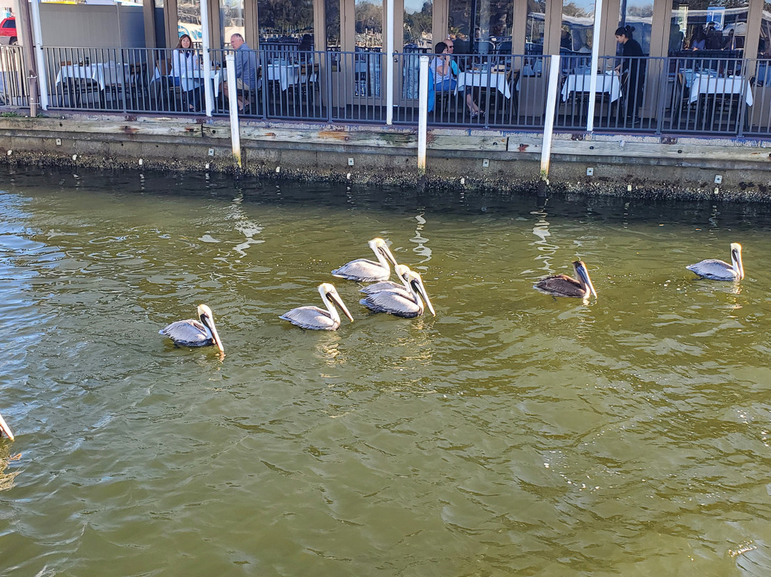 Spongorama's Cruise Lines-塔彭斯普林斯必去景点