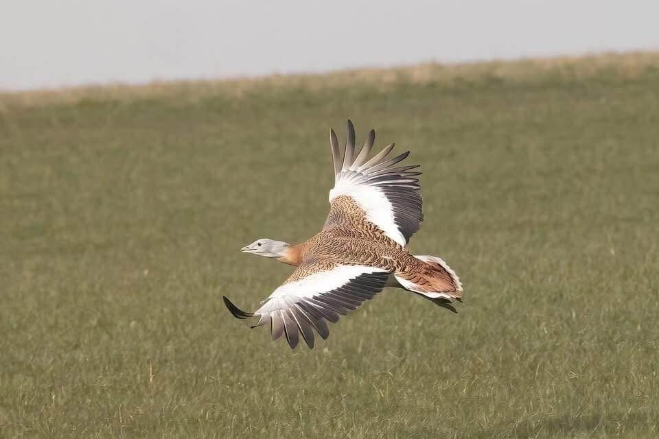 Great Bustard Group Visits-埃姆斯伯里必去景点