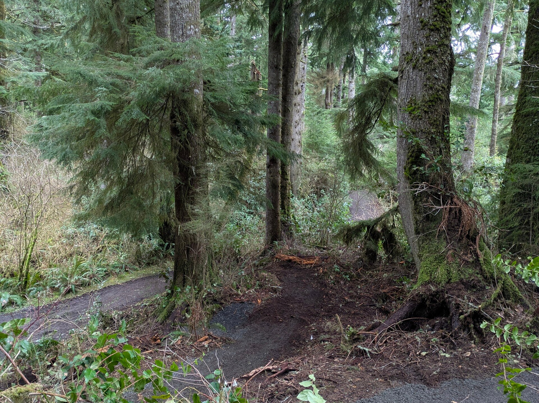 Cathedral Tree Trail-阿斯托里亚必去景点