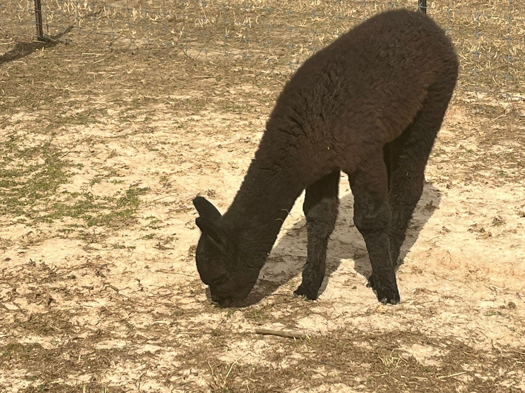 Misty Pond Alpaca Farm & Store-帕迪尤卡必去景点