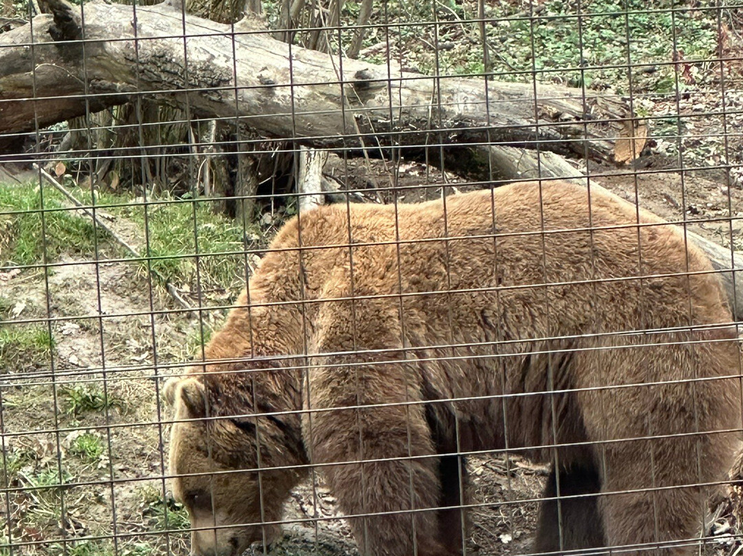 Libearty Bear Sanctuary Zarnesti景点图片