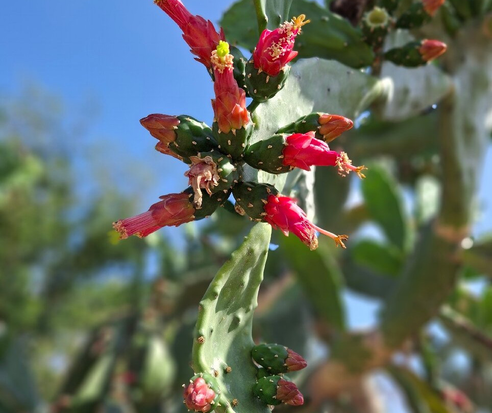 Quinta Mazatlan-麦卡伦必去景点