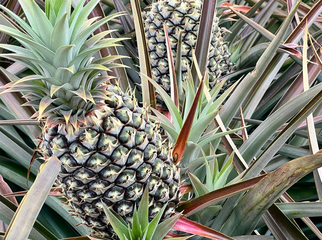 Maui Pineapple Tour-马卡瓦必去景点