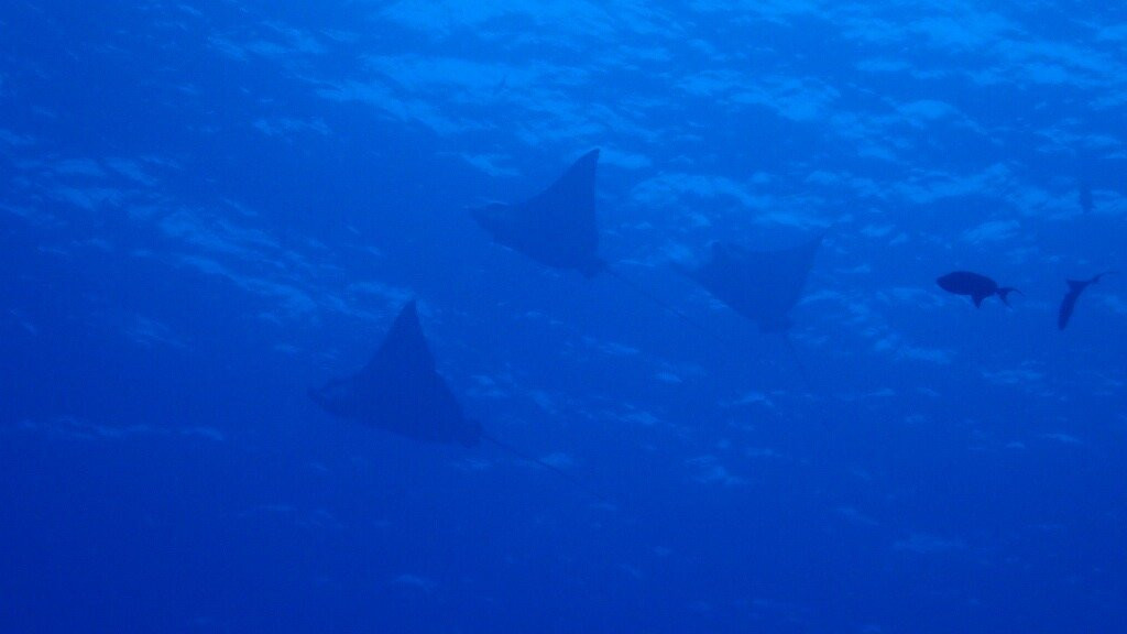 Euro-Divers Club Med Finolhu Villas-马累必去景点