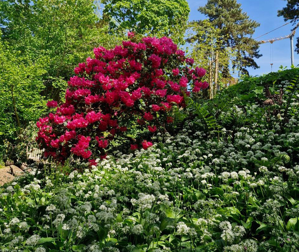 Botanischer Garten der Technischen Universitat Braunschweig-布伦瑞克必去景点