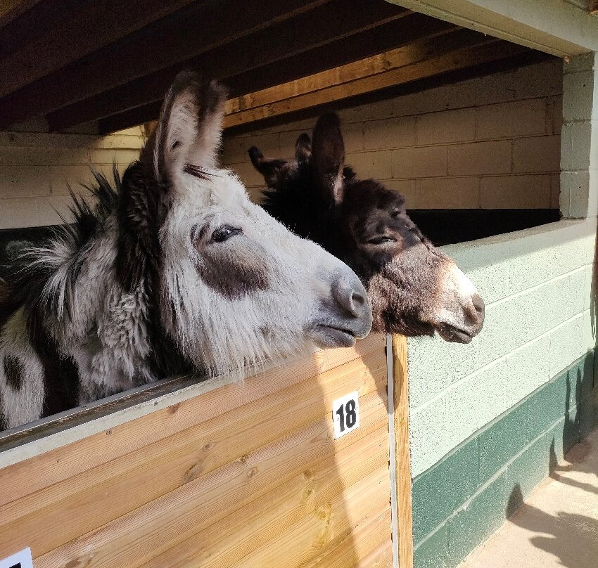 The Wonkey Donkey Visitors Centre景点图片