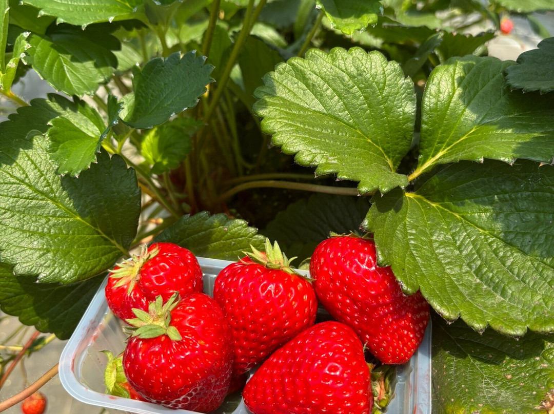 Osazen Strawberry Farm-八幡市必去景点