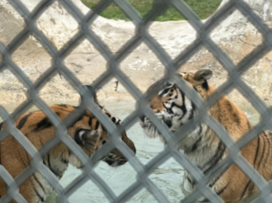 Big Cat Habitat-萨拉索塔必去景点