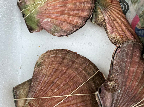 Bergen Fjord Adventures-卑尔根必去景点