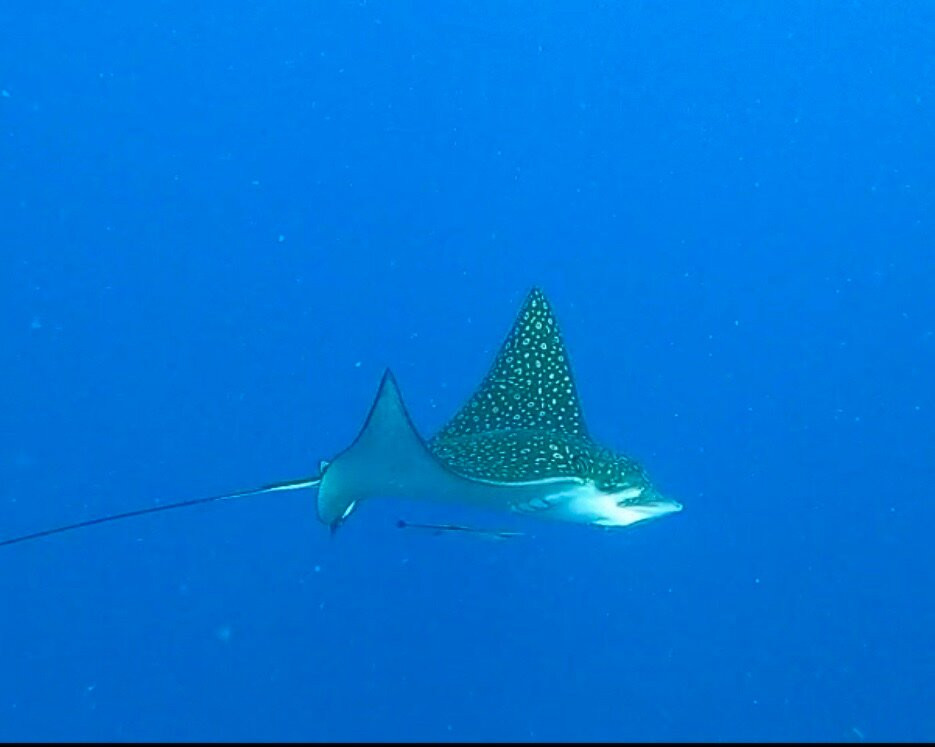 Reef Divers Bonaire-Belnem必去景点