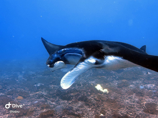 All 4 Diving Indonesia-沙努尔必去景点