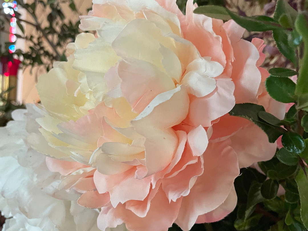 St Patrick's Catholic Church Boorowa-Boorowa必去景点